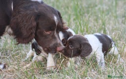 English Springer Spaniel perros en venta: Cachorros springer spaniel - Imagen 5