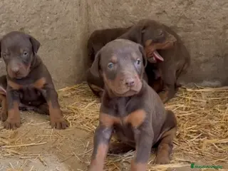 Dobermann perros Disponible macho y hembra chocolate - Anuncio 2