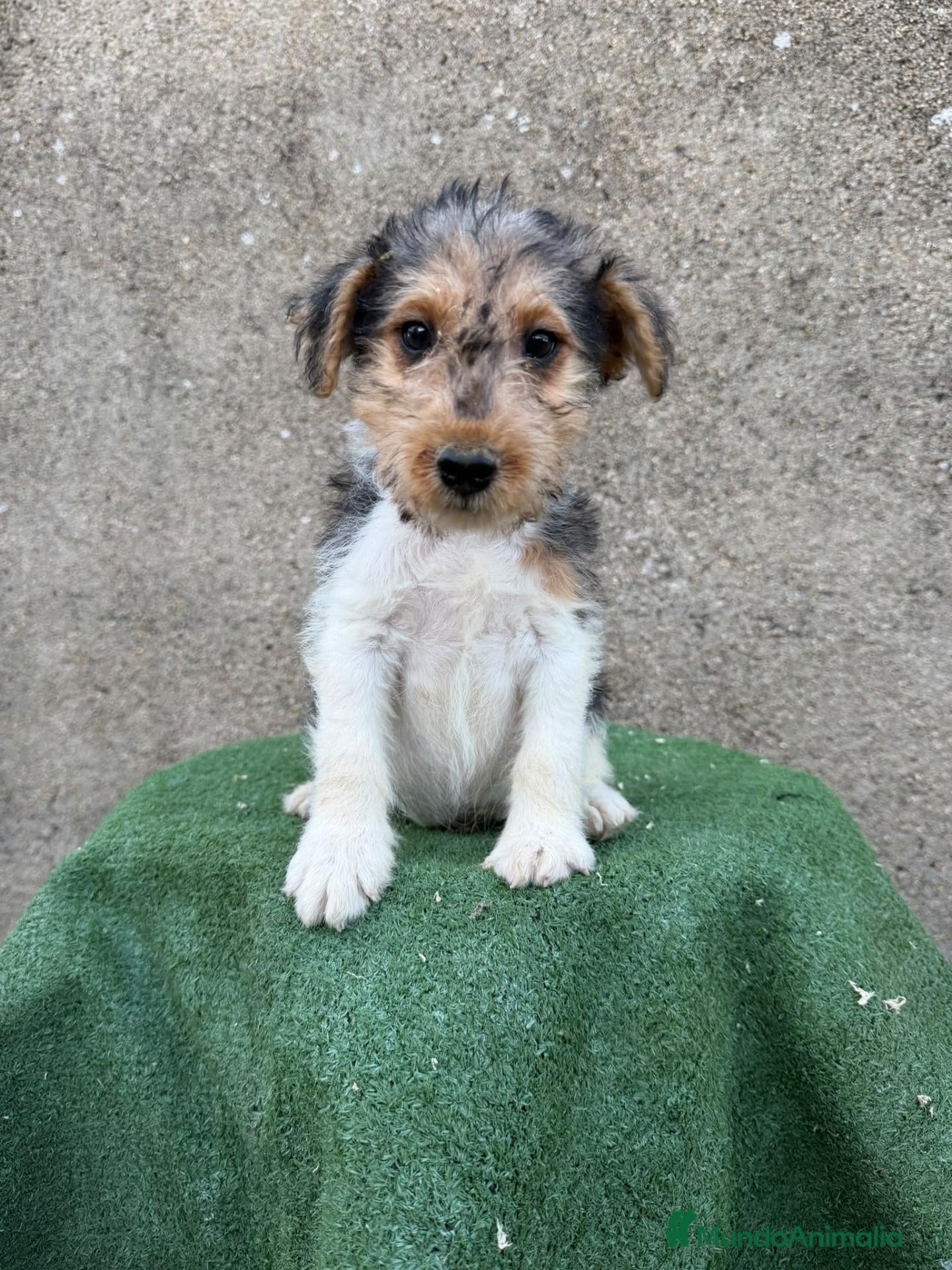 Fox Terrier de Pelo Duro perros Fox terrier pelo duro  - Anuncio 1