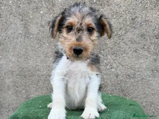 Fox Terrier de Pelo Duro perros Fox terrier pelo duro - Anuncio 1
