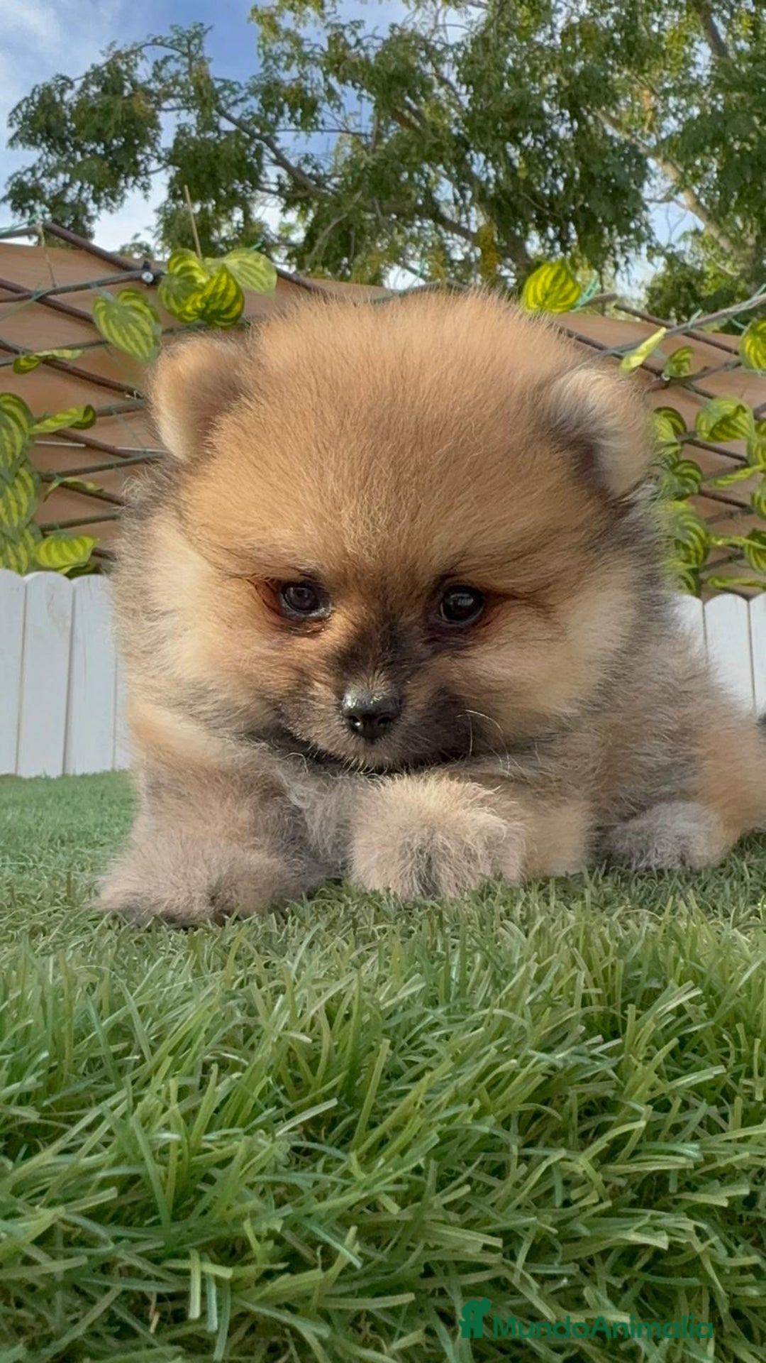 Pomerania perros en venta: POMERANIA - Imagen 4