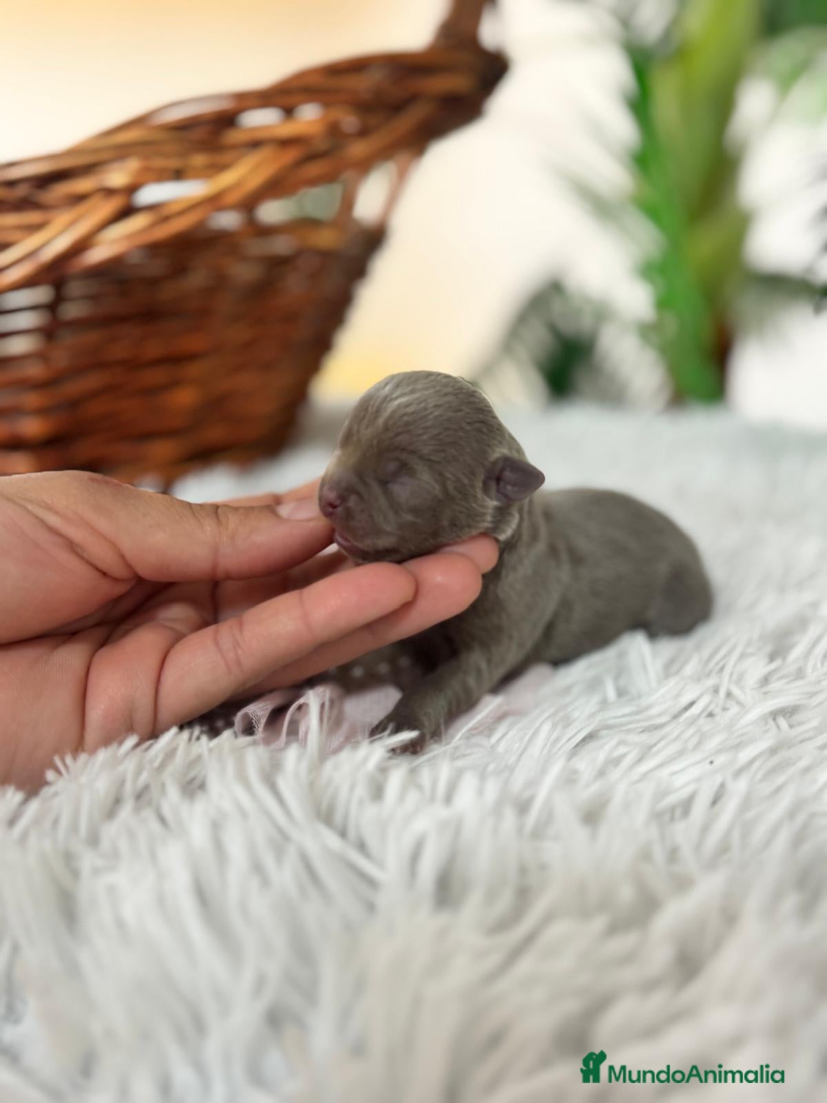 Chihuahua perros CHIHUAHUA HEMBRA LILAC - Anuncio 1