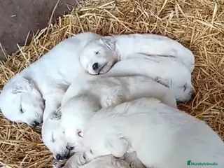 Golden Retriever perros Camada golden retriever - Anuncio 1