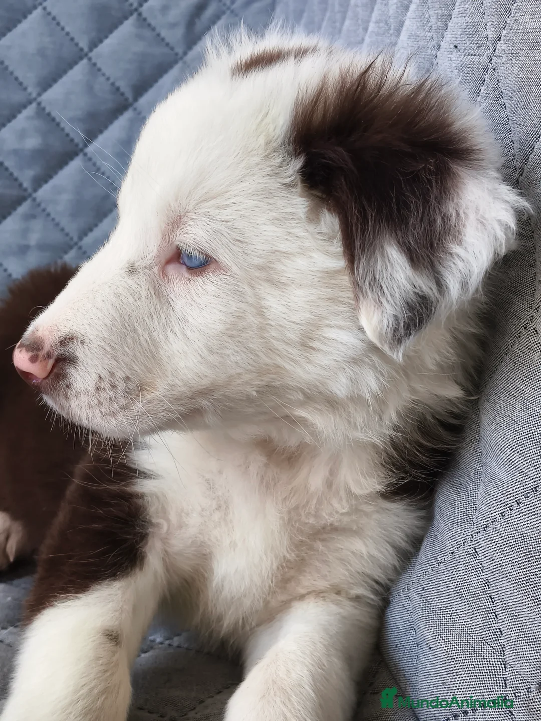 Border Collie perros en venta: BORDER COLLIE - Anuncio 3