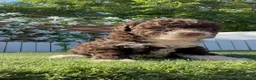 Perro de Agua Español perros en venta: PERRO DE AGUA ESPAÑOL HEMBRA - Anuncio 6