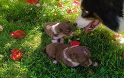 Pastor Australiano perros en venta: Pastor australiano hembra  - Imagen 6