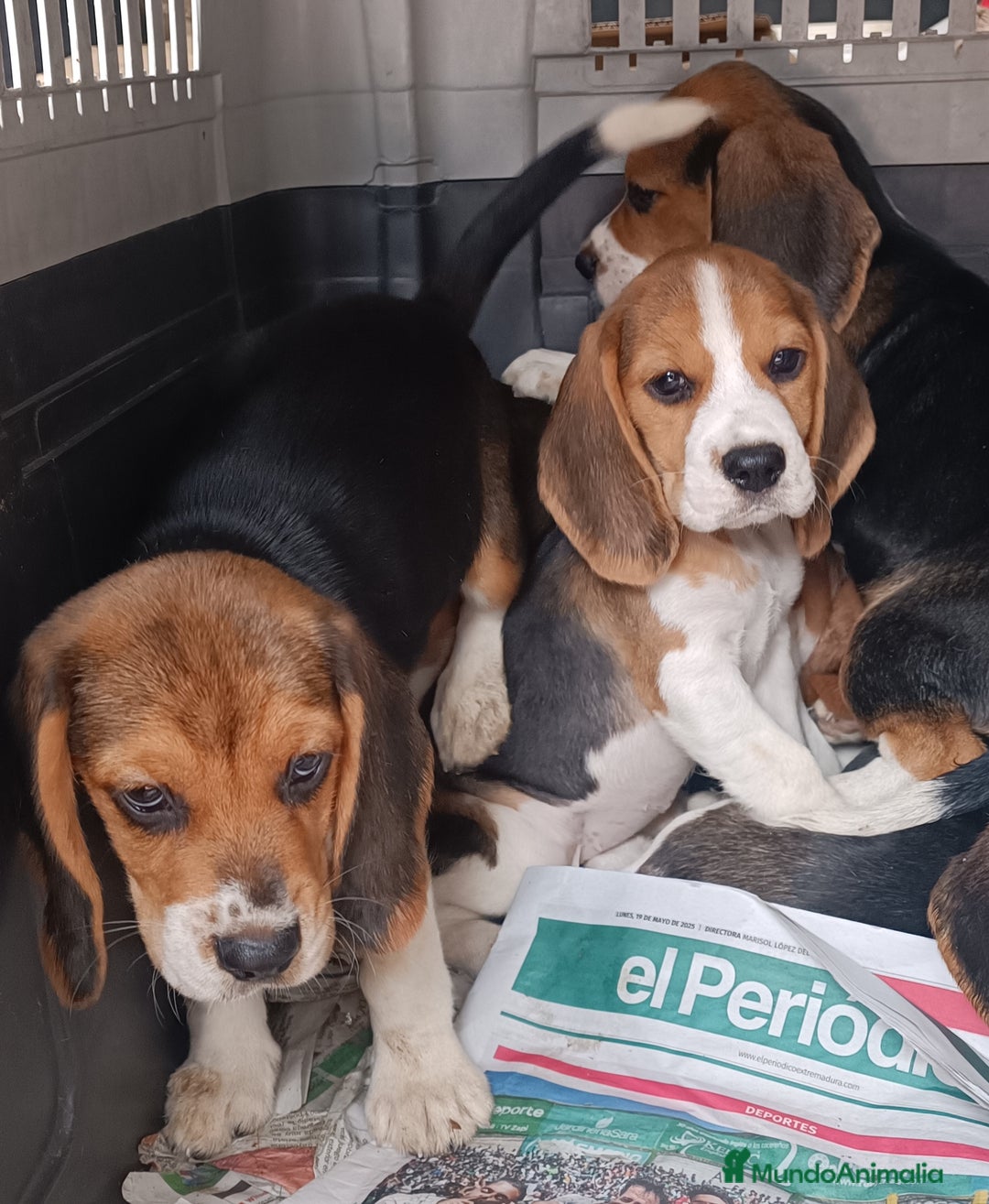 Beagle perros en venta: Cachorros de Beagle  - Imagen 2