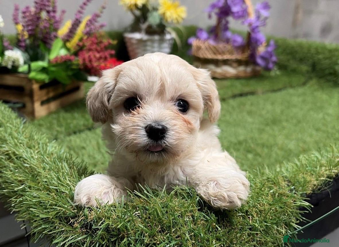 Maltipoo perros Maltipoo Hembra disponible !!! - Anuncio 1