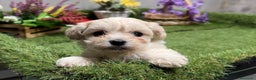 Maltipoo perros en venta: Maltipoo Hembra disponible !!! - Anuncio 1