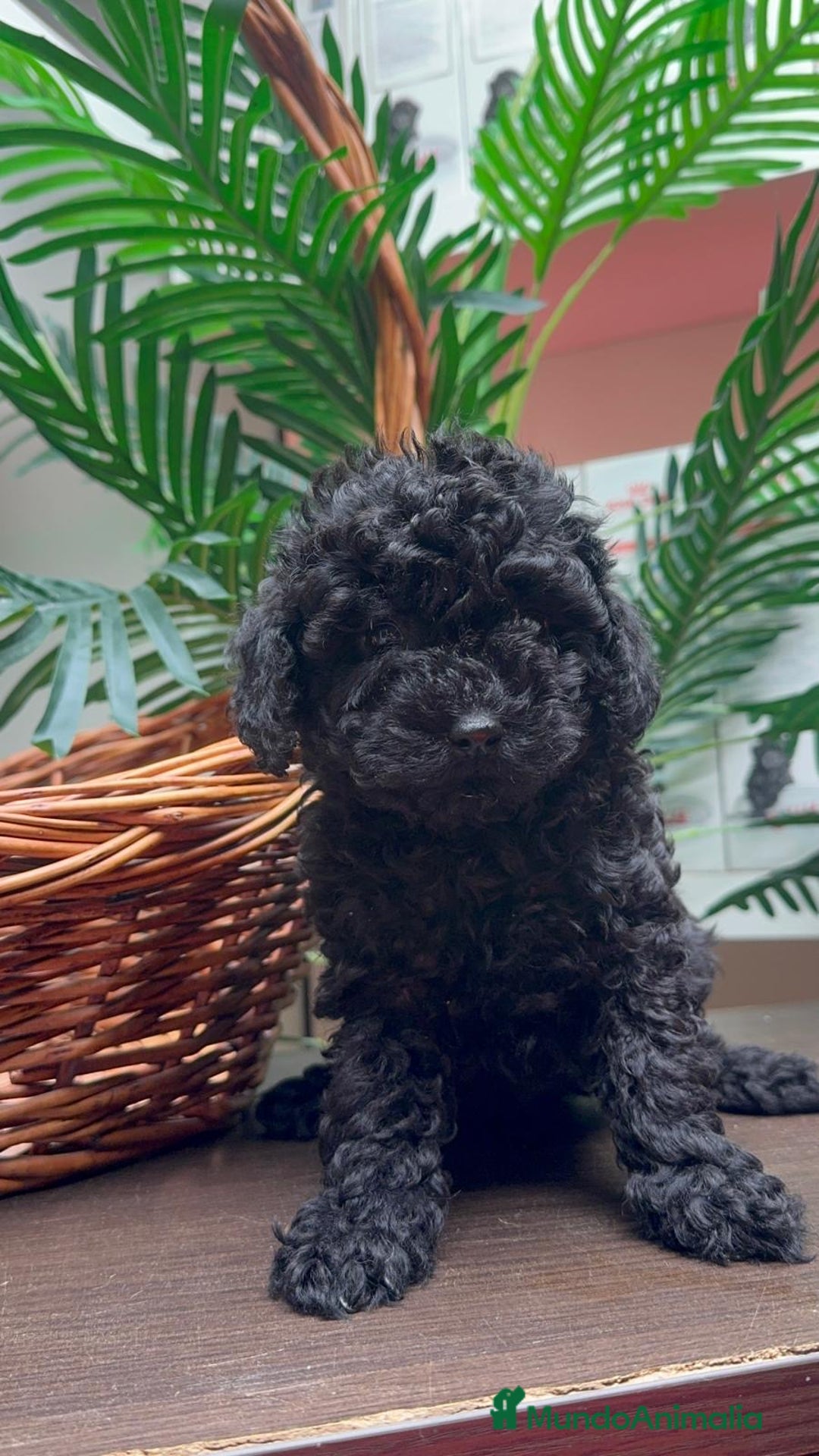 Caniche Toy perros en venta: CANICHE TOY MACHO - Anuncio 13