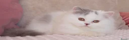 Británico de Pelo Largo gatos en venta: British Longhair macho arlequín azul  - Anuncio 2