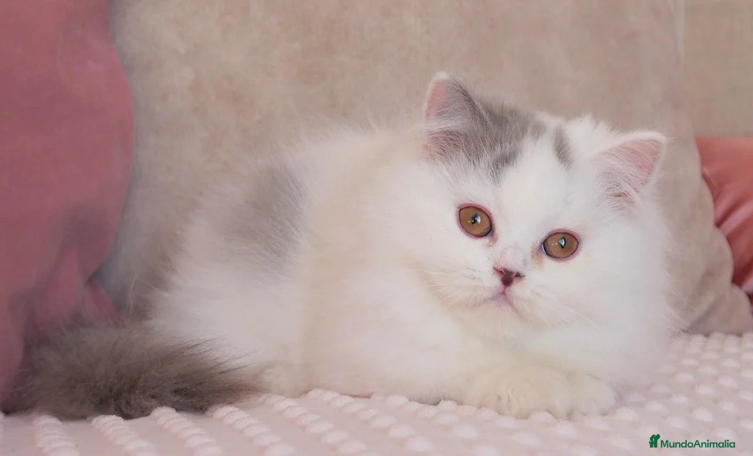 Británico de Pelo Largo gatos en venta: British Longhair macho arlequín azul  - Anuncio 2
