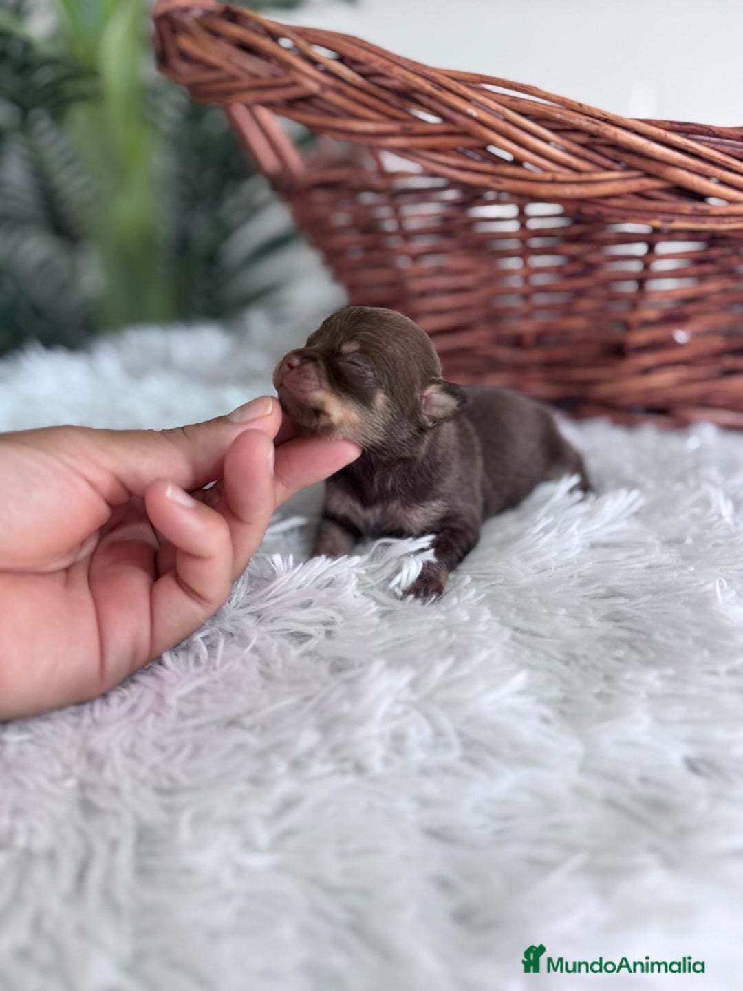 Chihuahua perros en venta: CHIHUAHUA HEMBRA CHOCOLATE & TAN - Imagen 10
