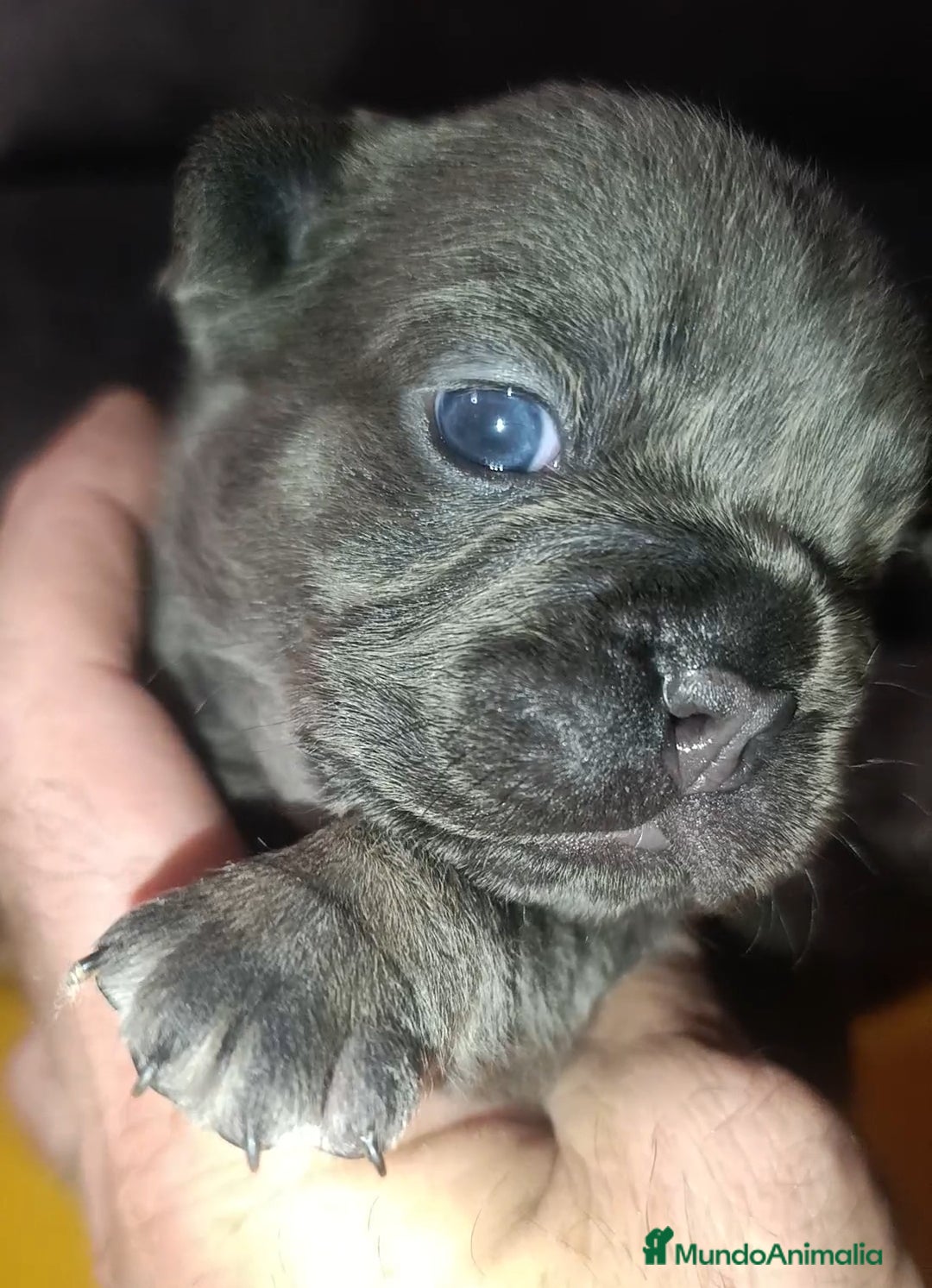 Bulldog Francés perros en venta: Bulldog francés  - Anuncio 7