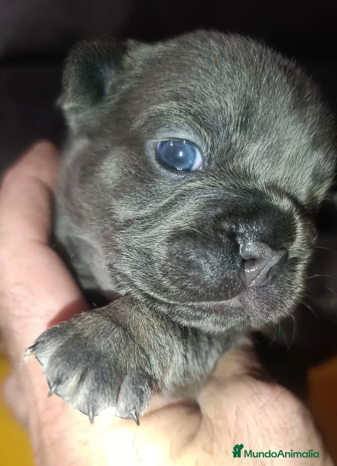 Bulldog Francés perros en venta: Bulldog francés  - Anuncio 7