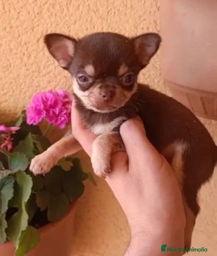 Imagen de galería {{count}}