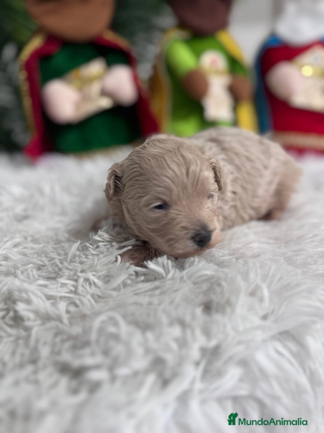 Maltipoo perros en venta: MALTIPOO MACHO - Anuncio 9