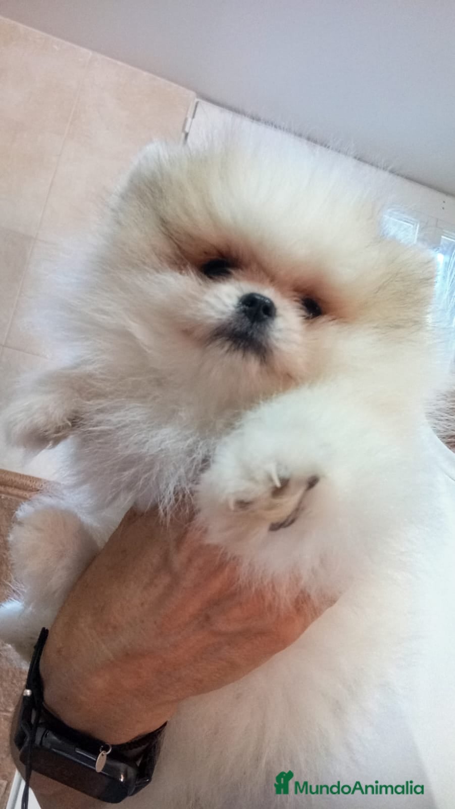 Pomerania perros Lulu pomerania preciosa  hembra cara de osito  - Anuncio 1