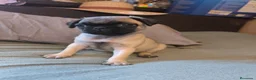 Carlino - Pug perros en venta: Cachorros de carlino pug  - Anuncio 13