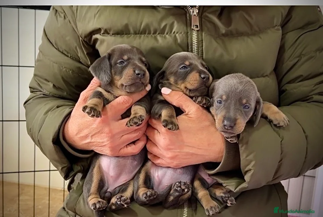 Teckel Miniatura perros en venta: Precioso cachorro Teckel miniatura  - Anuncio 6