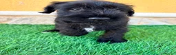 Schnauzer Miniatura perros en venta: Schnauzer miniatura negro  - Anuncio 11