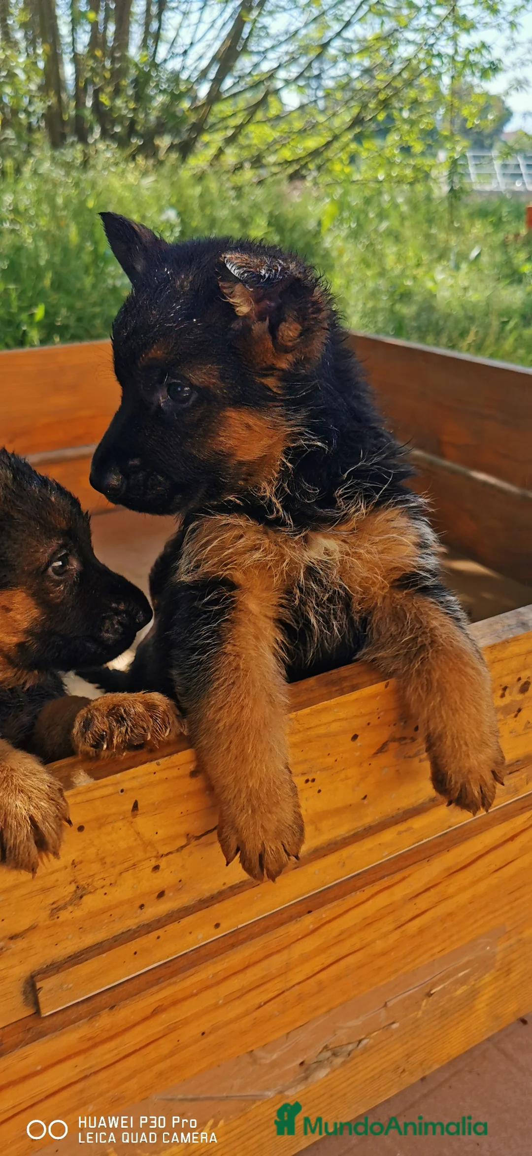 Pastor Alemán perros en venta: Cachorro pastor alemán Pedigree  - Anuncio 2