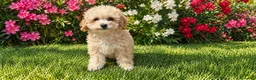 Caniche Toy perros en venta: Caniches toy 50% linea asiática  - Anuncio 1