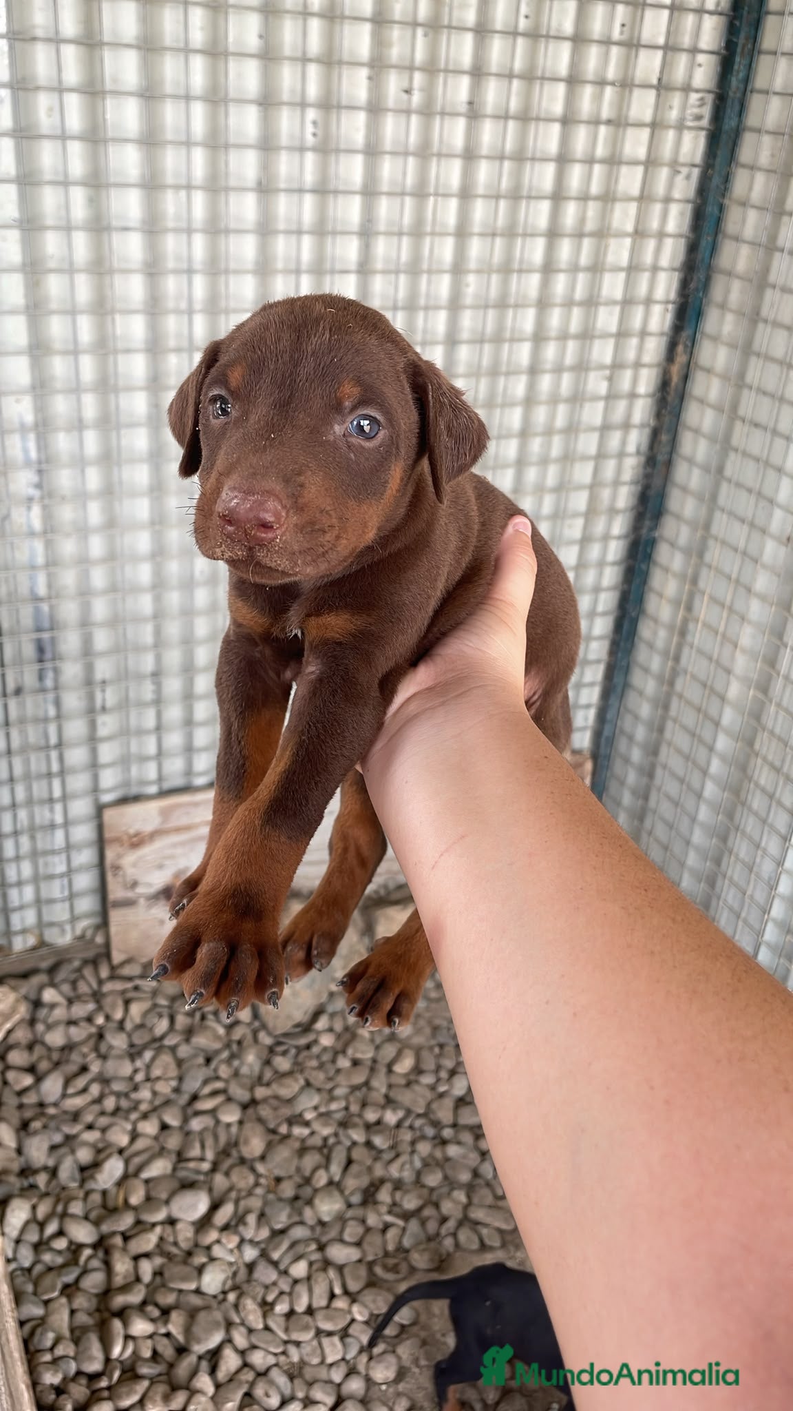 Dobermann perros Cachorros Dobermann!!!🐶🐾 - Anuncio 4