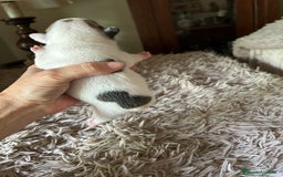 Bulldog Francés perros en venta: Bulldog francés  - Imagen 4
