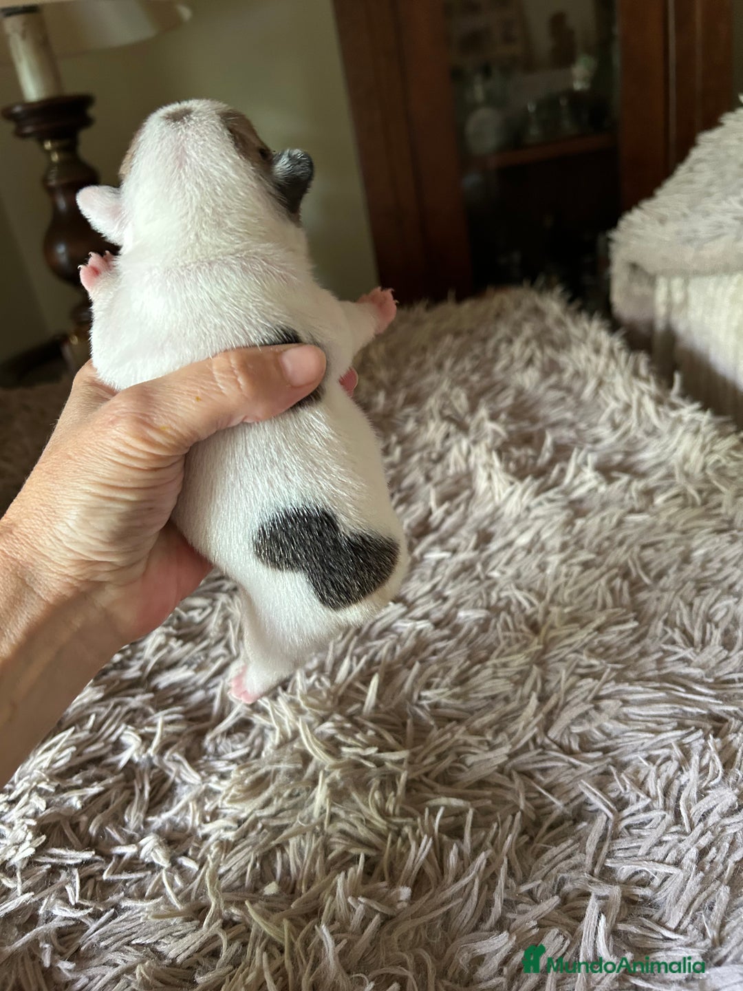 Bulldog Francés perros en venta: Bulldog francés  - Imagen 4
