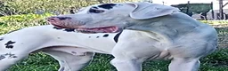 Dogo Alemán perros para monta: DOGO ALEMAN ARLEQUIN , MONTAS  - Anuncio 1