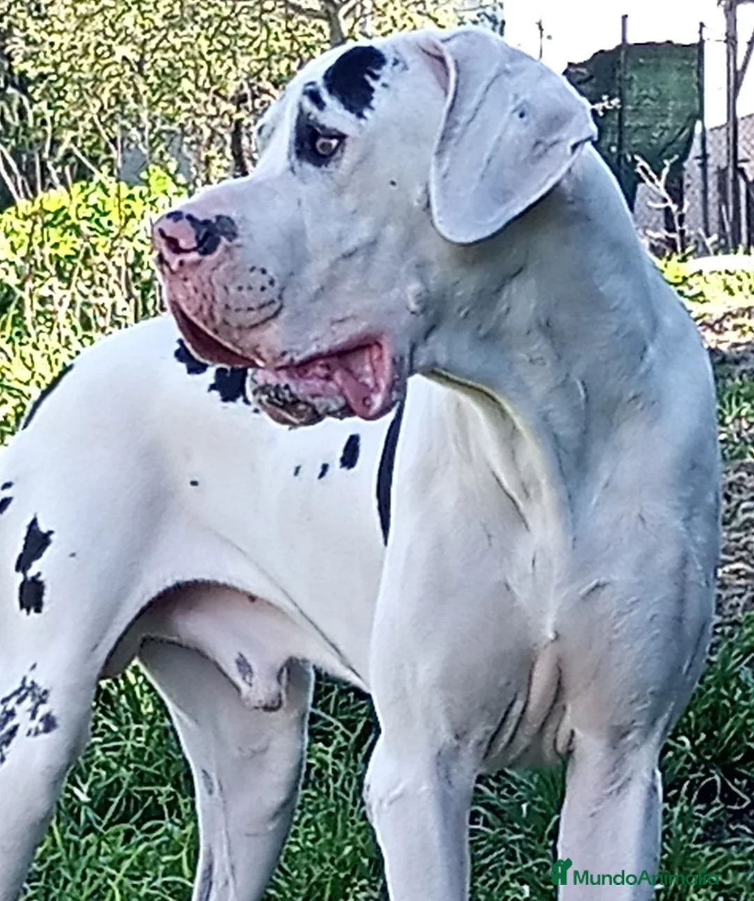 Dogo Alemán perros para monta: DOGO ALEMAN ARLEQUIN , MONTAS  - Anuncio 1
