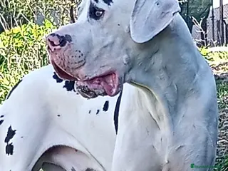 Dogo Alemán perros DOGO ALEMAN ARLEQUIN , MONTAS - Anuncio 37