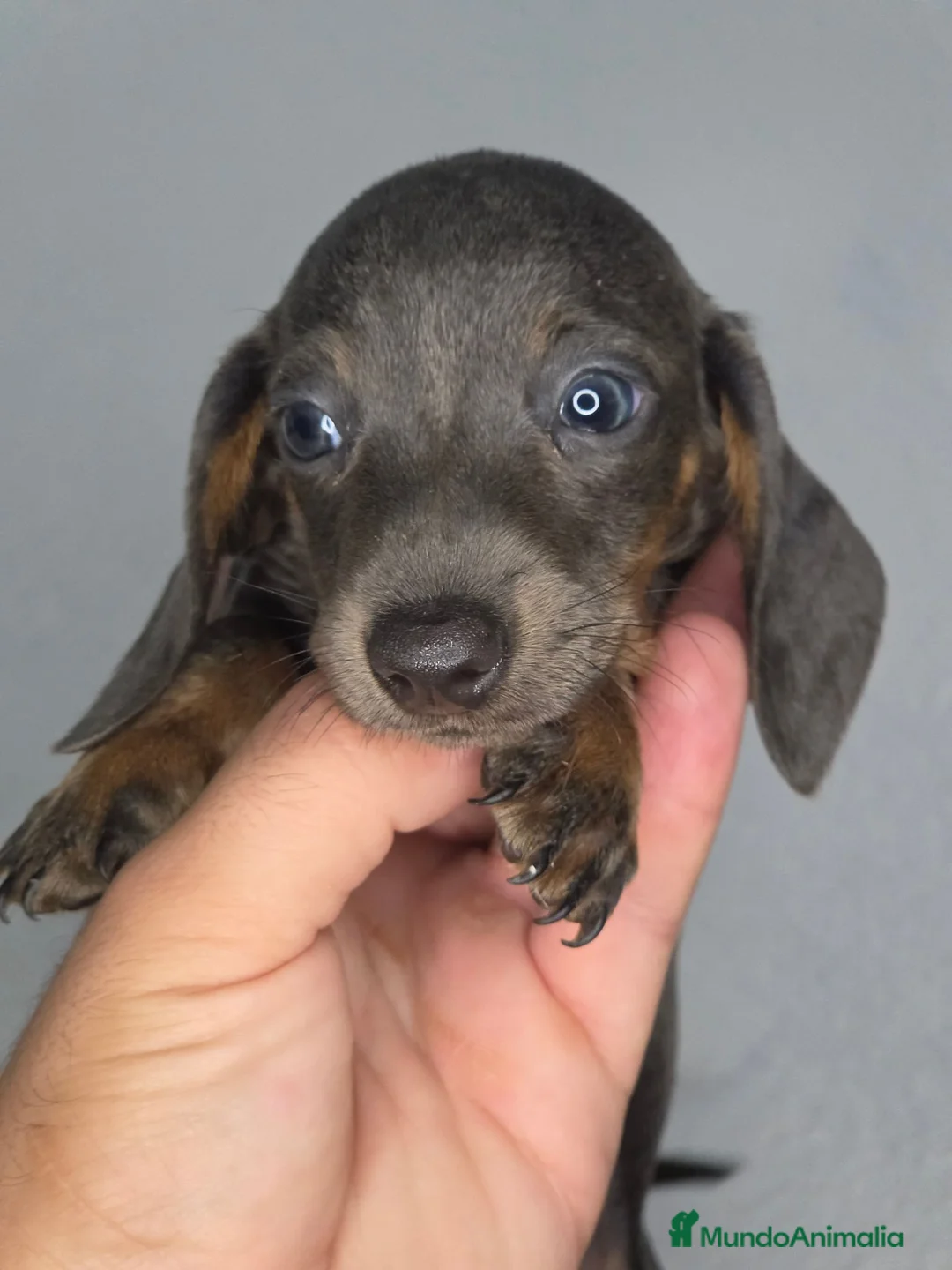 Teckel Miniatura perros en venta: Teckel blue  - Anuncio 3