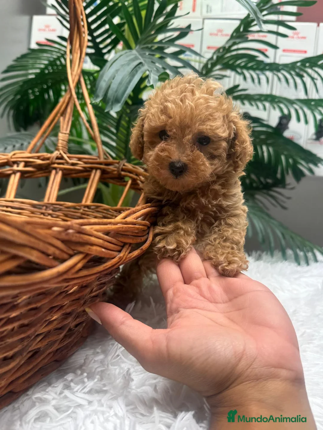 Caniche Toy perros en venta: CANICHE TOY - Anuncio 2