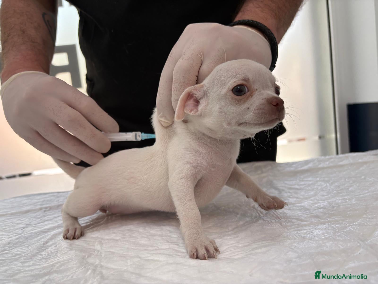 Chihuahua perros Chihuahua mini  - Anuncio 2