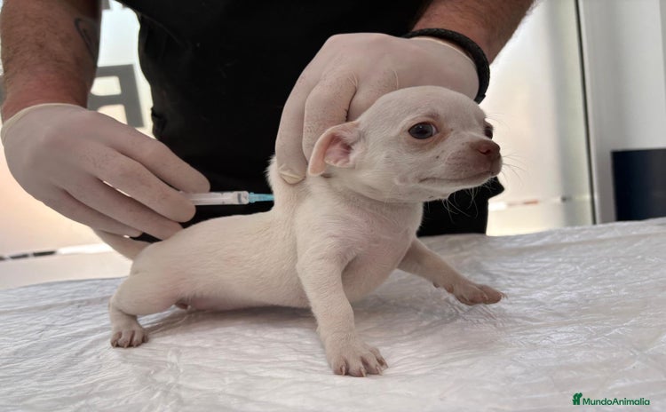 Chihuahua perros - Anuncio 7
