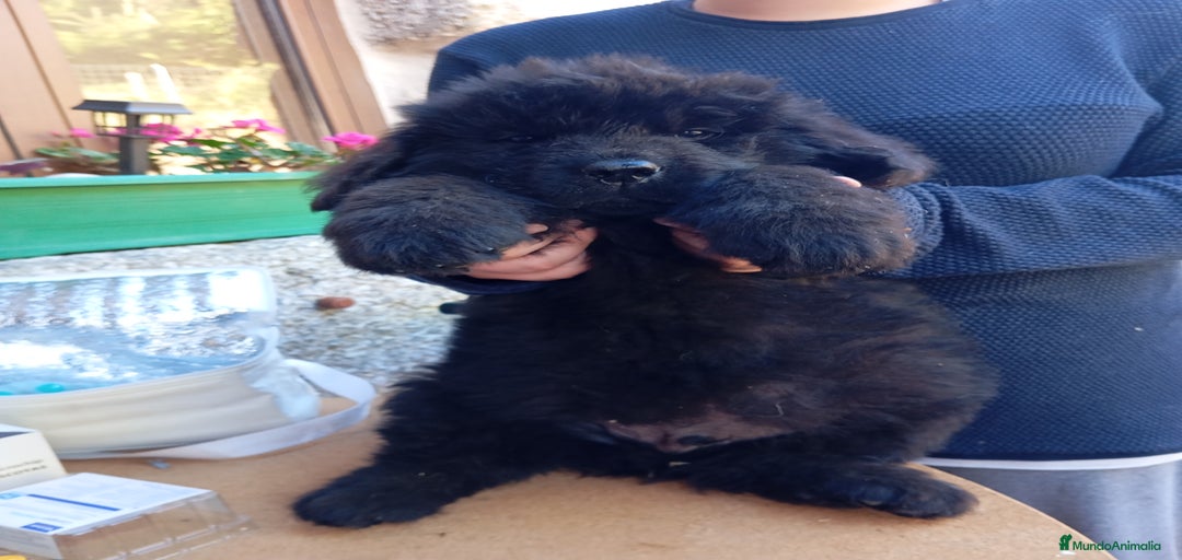 Imagen de galería {{count}}