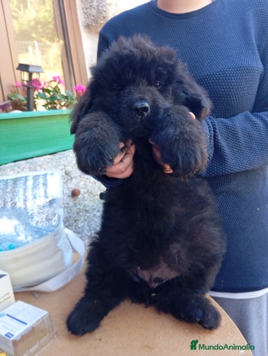 Imagen de galería {{count}}