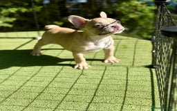 Bulldog Francés perros en venta: Bulldog francés disponibles - Imagen 3