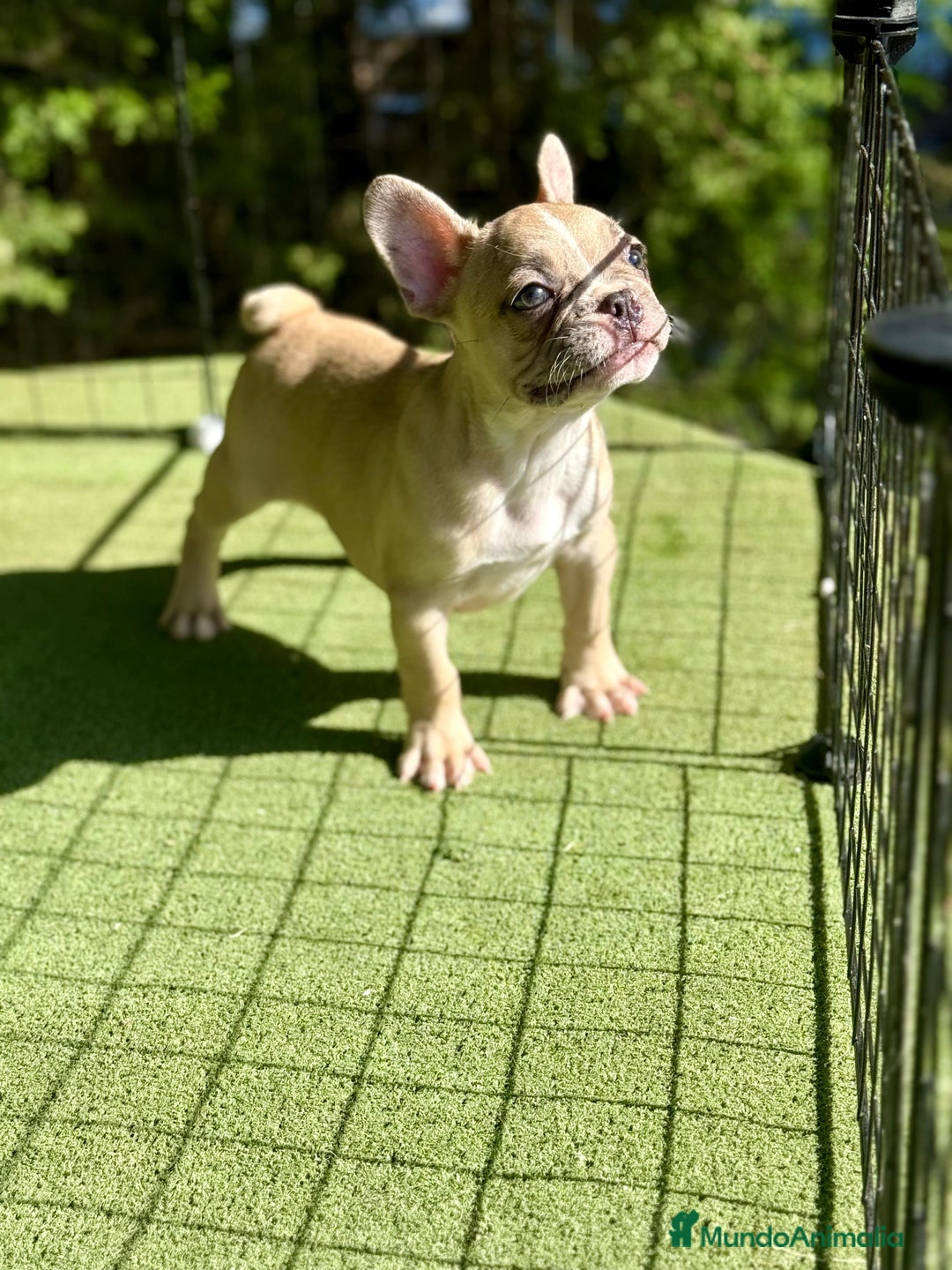 Bulldog Francés perros en venta: Bulldog francés disponibles - Imagen 3