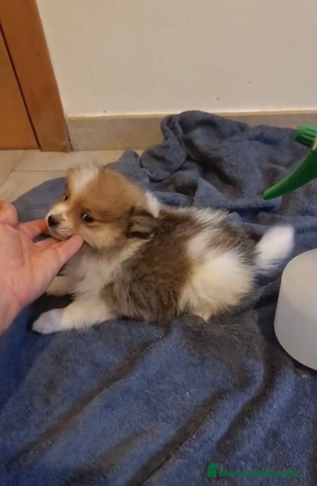 Pomerania perros en venta: Lulu pomerania toy - Imagen 5