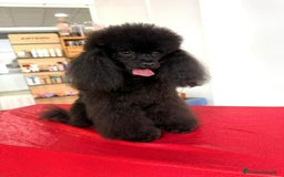 Caniche Toy perros en venta: Caniche mini toy - Anuncio 6