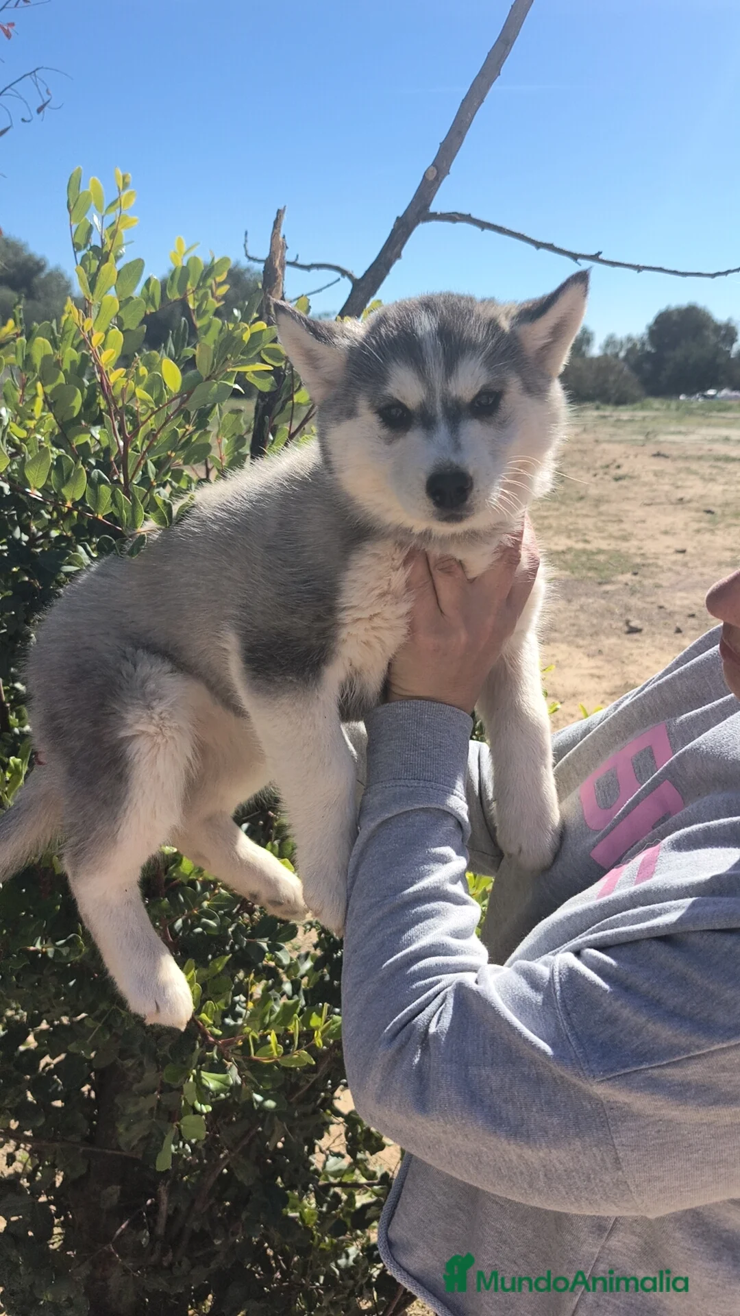Husky Siberiano perros en venta: Husky SIBERIANO  - Anuncio 3