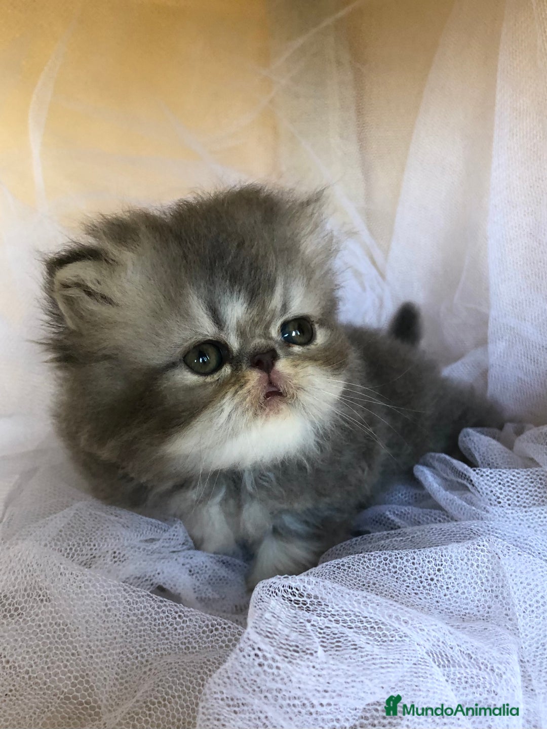 Persa gatos en venta: GATITOS PERSAS - Imagen 4