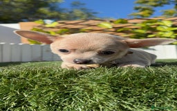 Chihuahua perros en venta: CHIHUAHUA HEMBRA - Anuncio 18