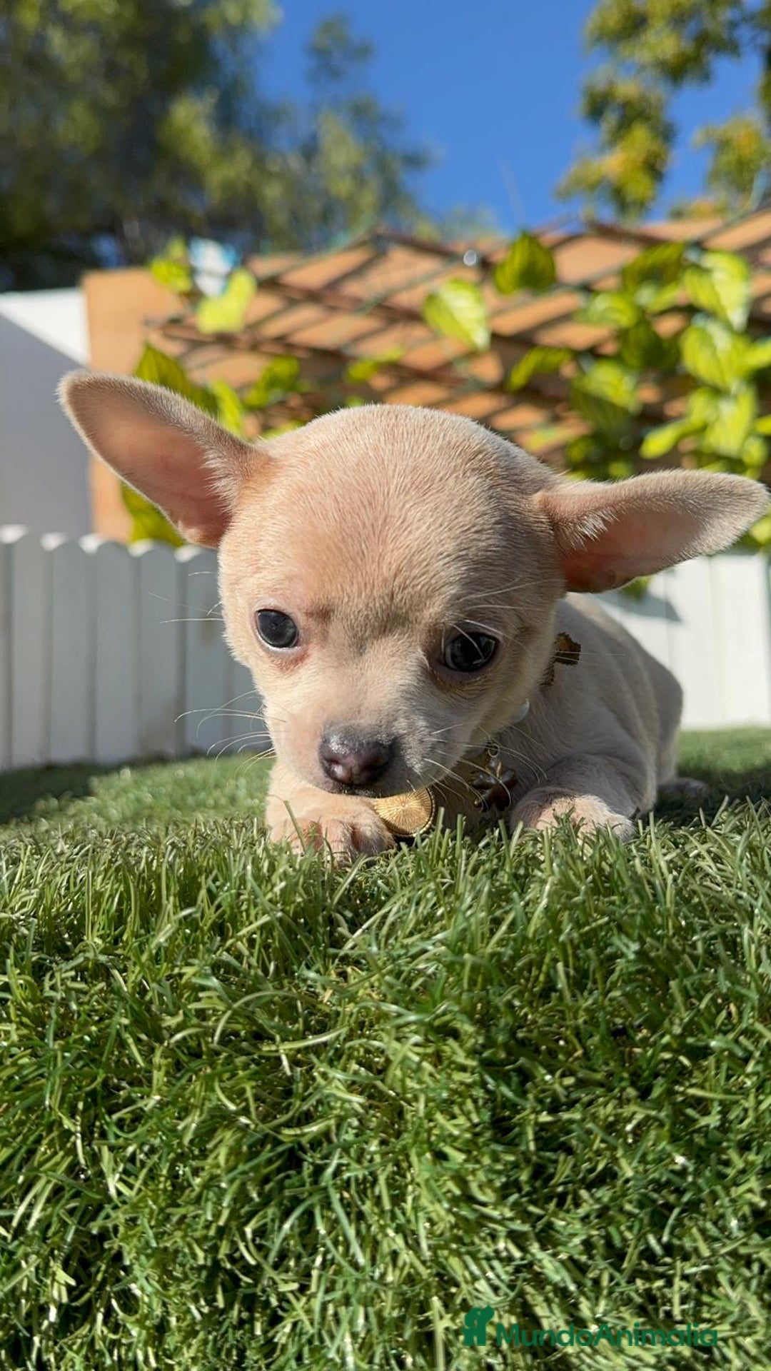 Chihuahua perros en venta: CHIHUAHUA HEMBRA - Anuncio 18