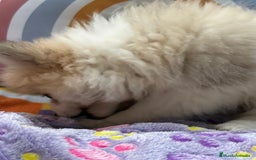Pomerania perros en venta: Preciosa pomerania hembra - Imagen 7