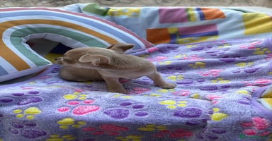 Chihuahua perros - Anuncio 12