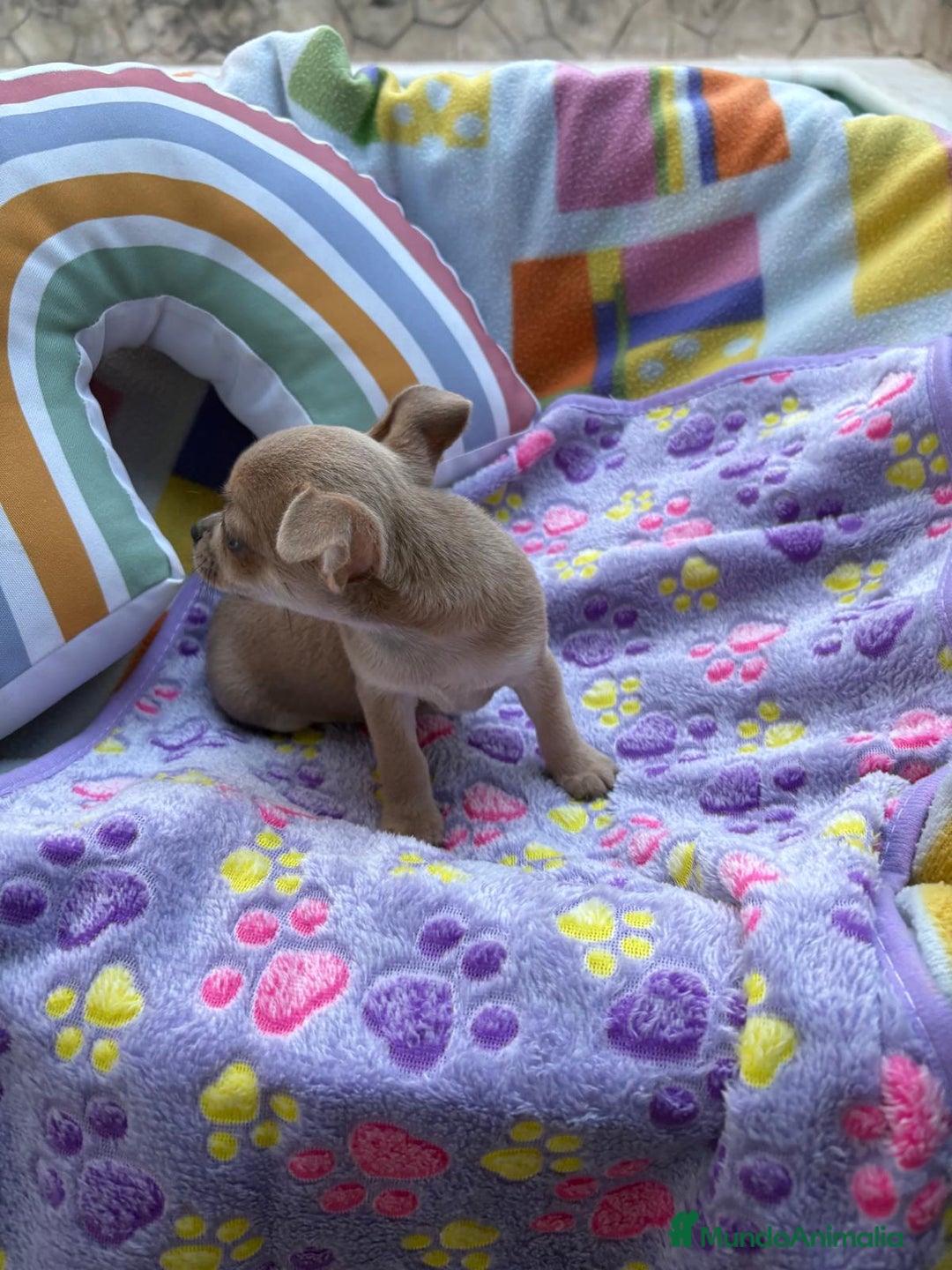 Chihuahua perros en venta: Hembrita chihuahua toy - Imagen 2